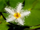 <i>Nymphoides humboldtiana</i> (Kunth) Kuntze (Menyanthaceae) - Humboldts Seekanne; Heimat: Tropisches bis subtropisches Amerika - Foto: Wolfgang Stuppy; ©RUB 