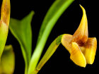 <i>Maxillaria macrantha</i> (Barb.Rodr.) Molinari (Orchidaceae); Heimat: Südamerika (Guyana bis Brasilien) - Foto: Wolfgang Stuppy, ©RUB