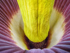 <i>Amorphophallus titanum</i> (Becc.) Becc. (Araceae) - Titanenwurz; Heimat: Sumatra (Indonesien) - Foto: Wolfgang Stuppy; ©RUB