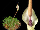 <i>Amorphophallus ongsakulii</i> Hett. & A.Galloway (Araceae); Heimat: Laos - Foto: Wolfgang Stuppy; ©RUB