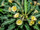 <i>Euphorbia cap-saintemariensis</i> Rauh (Euphorbiaceae); Heimat: Süd-Madagaskar - Foto: Wolfgang Stuppy; ©RUB