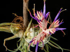 <i>Tillandsia seleriana</i> Mez (Bromeliaceae); Heimat: Zentralamerika - Foto: Wolfgang Stuppy; ©RUB
