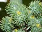 unreife Früchte von <i>Ricinus communis</i> L. (Euphorbiaceae) - Wunderbaum; Heimat: Nordost-Afrika - Foto: Wolfgang Stuppy; ©RUB