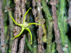 <i>Cynanchum marnierianum</i> Rauh (Apocynaceae); Heimat: Madagaskar - Foto: Wolfgang Stuppy; ©RUB