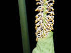 <i>Taccarum weddellianum</i> Brongn. ex Schott (Araceae) - Wedelblütiger Aronstab; Heimat: Südamerika - Foto: Wolfgang Stuppy; ©RUB