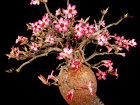 <i>Adenium obesum</i> (Forssk.) Roem. & Schult. (Apocynaceae) - Wüstenrose; Heimat: tropisches Afrika bis zur Arabischen Halbinsel & Tansania - Foto: Wolfgang Stuppy; ©RUB