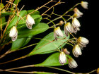 <i>Pabstiella elegantula</i> (Cogn.) Luer (Orchidaceae); Heimat: Brasilien (Rio de Janeiro, São Paulo)- Foto: Wolfgang Stuppy; ©RUB