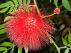 <i>Calliandra haematocephala</i> Hassk. (Fabaceae) - Roter Puderquastenstrauch; Heimat: Bolivien - Foto: Wolfgang Stuppy; ©RUB