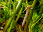 <i>Arachis hypogaea</i> L. (Fabaceae) - Erdnuss; Heimat: Zentral-Brasilien - junge Frucht auf dem Weg in die Erde - Foto: Wolfgang Stuppy; ©RUB