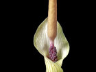 <i>Amorphophallus ongsakulii</i> Hett. & A.Galloway (Araceae); Heimat: Laos - Foto: Wolfgang Stuppy; ©RUB