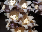 <b>Tupistra squalida</i> Ker Gawl. (Asparagaceae); Heimat: Maluku (Ambon) - Foto: Wolfgang Stuppy; ©RUB