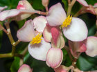 <i>Begonia majungaensis</i> Guillaumin (Begoniaceae); Heimat: Madagaskar - Foto: Wolfgang Stuppy; ©RUB