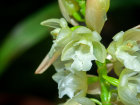 <i>Pholidota ventricosa</i> (Blume) Rchb.f. (Orchidaceae); Heimat: Vietnam, Malesia bis Neuguinea - Foto: Wolfgang Stuppy; ©RUB