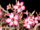 <i>Adenium obesum</i> (Forssk.) Roem. & Schult. (Apocynaceae) - Wüstenrose; Heimat: tropisches Afrika bis zur Arabischen Halbinsel & Tansania - Foto: Wolfgang Stuppy; ©RUB