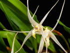 <i>Dendrobium nitidissimum</i> Rchb.f. (Orchidaceae); Heimat: Papua-Neuguinea bis Bismarck-Archipel - Foto: Wolfgang Stuppy; ©RUB