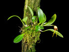 <i>Masdevallia arangoi</i> Luer & R.Escobar (Orchidaceae); Heimat: Kolumbien - Foto: Wolfgang Stuppy; ©RUB