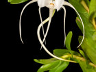 <i>Angraecum germinyanum</i> Hook.f. (Orchidaceae); Heimat: Komoren (La Réunion) - Foto: Wolfgang Stuppy; ©RUB