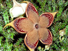 <i>Edithcolea grandis</i> N.E.Br. (Apocynaceae); Heimat: Äthiopien bis Tansania, Sokotra, Jemen - Foto: Wolfgang Stuppy; ©RUB