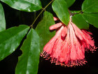 <i>Brownea grandiceps</i> Jacq. (Fabaceae) - Rose von Venezuela; Heimat: Südamerika - Foto: Wolfgang Stuppy; ©RUB