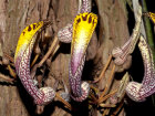<i>Aristolochia cauliflora</i> Ule (Aristolochiaceae) - Stammblütige Pfeifenblume; Heimat: Peru - Foto: Wolfgang Stuppy; ©RUB
