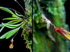 <i>Specklinia glandulosa</i> (Ames) Pridgeon & M.W.Chase (Orchidaceae); Heimat: Costa Rica bis Panama - Foto: Wolfgang Stuppy; ©RUB