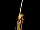 <i>Sauromatum venosum</i> (Dryand. ex Aiton) Kunth 'Lake Tana'  (Araceae) - Eidechsenwurz; besondere Farbvariante der Art vom Tana-See in Äthiopien - Foto: Wolfgang Stuppy; ©RUB