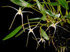 <i>Dendrobium franssenianum</i> J.J.Sm. (Orchidaceae); Heimat: westliches Neu-Guinea - Foto: Wolfgang Stuppy; ©RUB