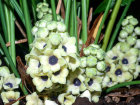 <i>Peliosanthes teta</i> Andrews (Asparagaceae); Heimat: Sikkim bis Süd-China und West-Malesia - Foto: Wolfgang Stuppy; ©RUB
