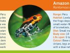 Amazonas Pfeilgiftfrosch