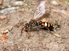 Wespenbiene (<i>Nomada leucophthalma</i>, Weibchen) Brutparasit (Kuckucksbiene) der Rotbeinigen Lockensandbiene (<i>Andrena clarkella</i>); Foto: C. Bause