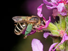 Blutweiderich-Sägehornbiene (<i>Melitta nigricans</i>, Weibchen) auf Blutweiderich (<i>Lythrum salicaria</i>, Lythraceae) - der grüne Pollen an den Hinterbeinen stammt vom Blutweiderich; Foto: C. Bause
