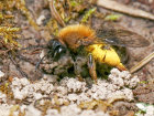 Rotbeinige Lockensandbiene (<i>Andrena clarkella</i>, Weibchen) spezialisiert auf Weiden (<i>Salix</i> spp., Salicacae); Foto: C. Bause