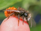 Gehörnte Mauerbiene (<i>Osmia cornuta</i>, Männchen) auf Finger, unspezialisierte, häufige Art; Foto: C. Bause