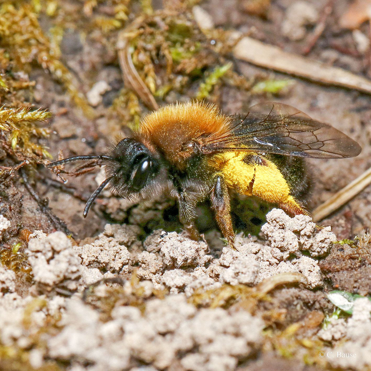 Wildbienen im Botanischen Garten